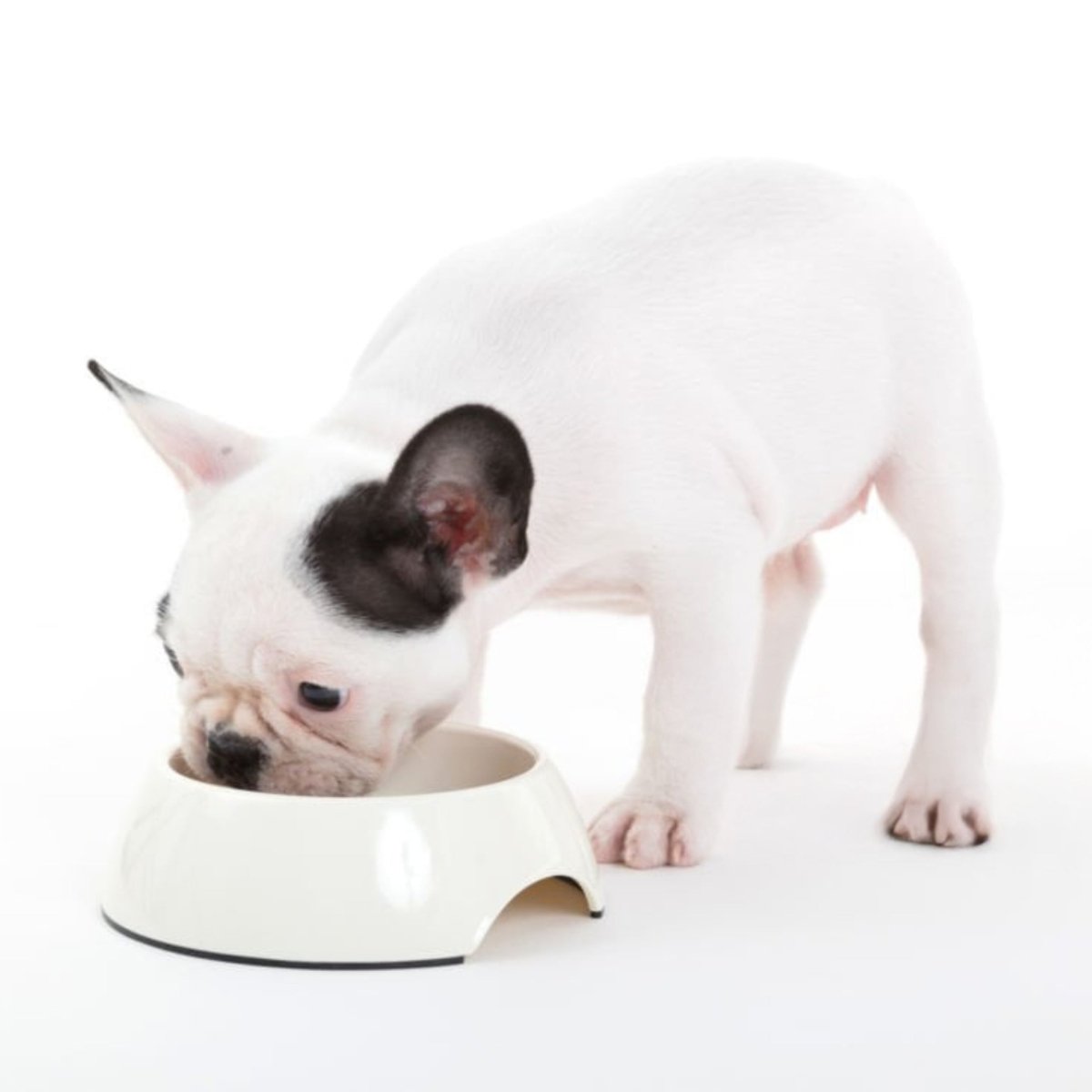 Super Premium puppy & Junior - Hebbr