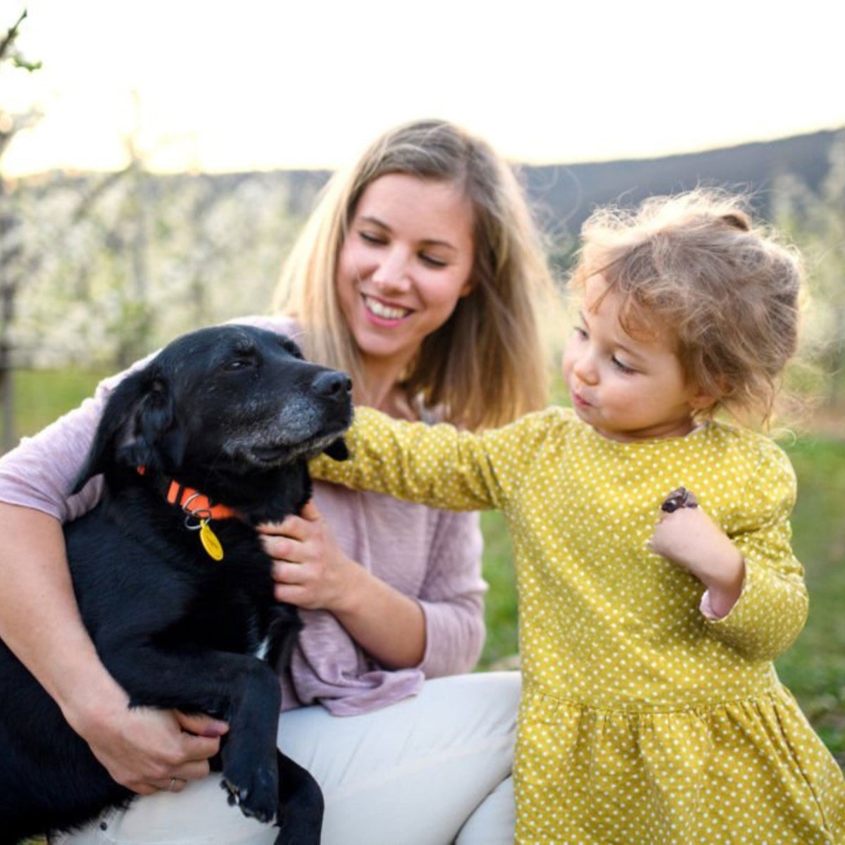 Super Premium Salmon & rijst - Adult - Hebbr