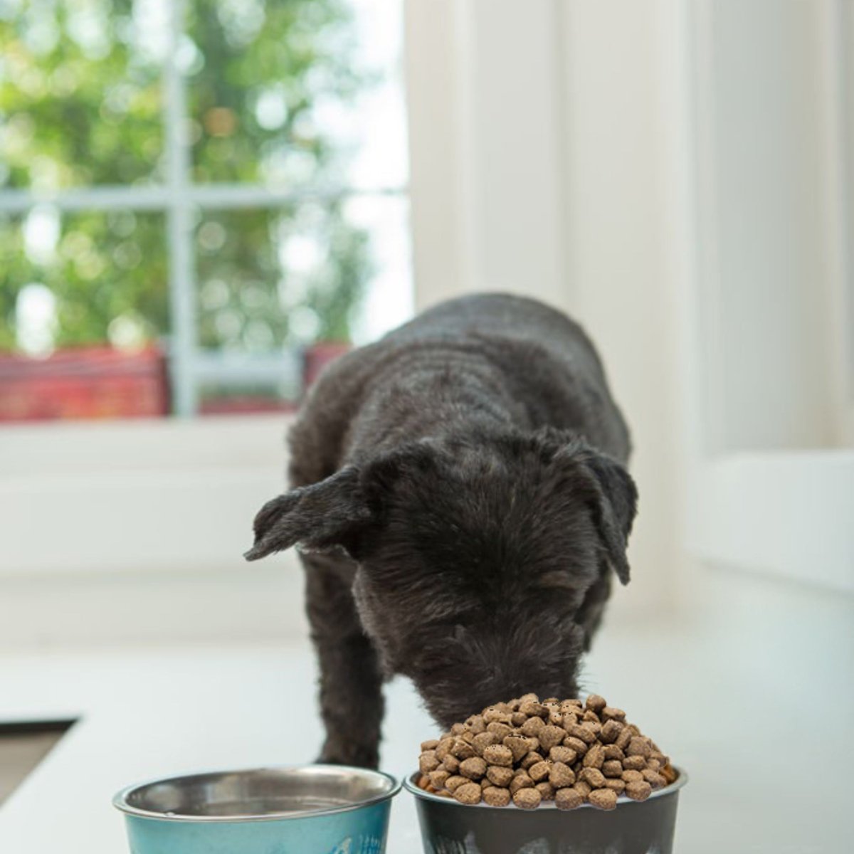 Super Premium Senior / dieet lam & rijst - Hebbr