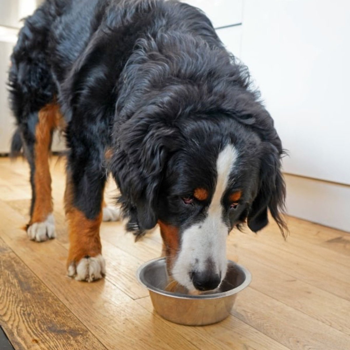 Super Premium Sensitive - Adult - Hebbr