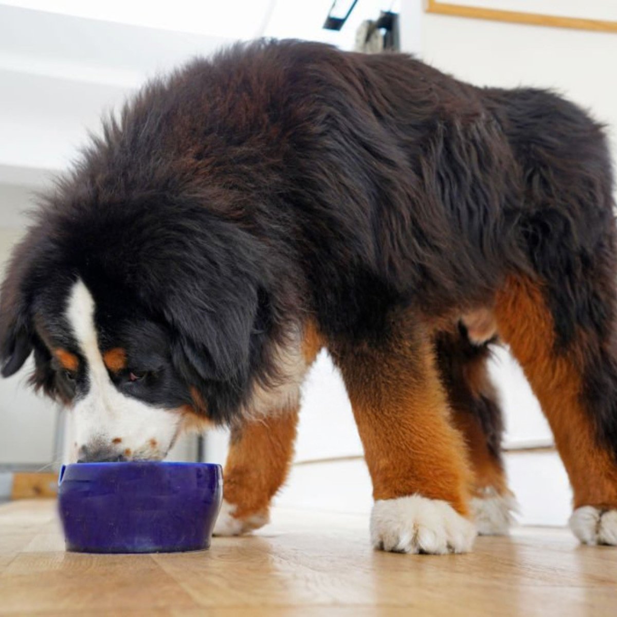 Super Premium Venison & aardappel - Adult - Hebbr