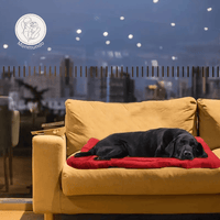 Waterbestendige Hondenmat – Opvouwbaar, Antislip & Comfortabel voor Avonturen - Hebbr